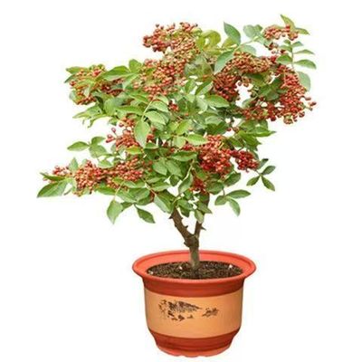少刺矮化大红袍花椒汉源花椒种植苗盆栽地栽南北方种植结果苗k