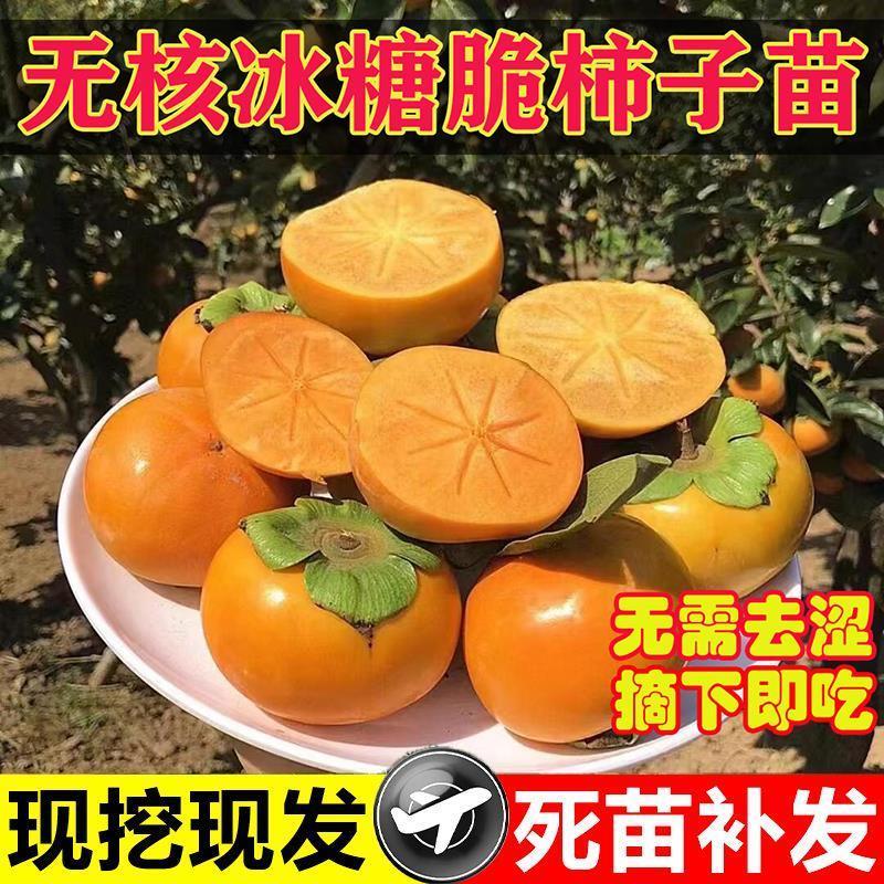 正宗脆甜柿子树新品种特大矮化盆栽柿子树南北方别墅庭院耐寒旱