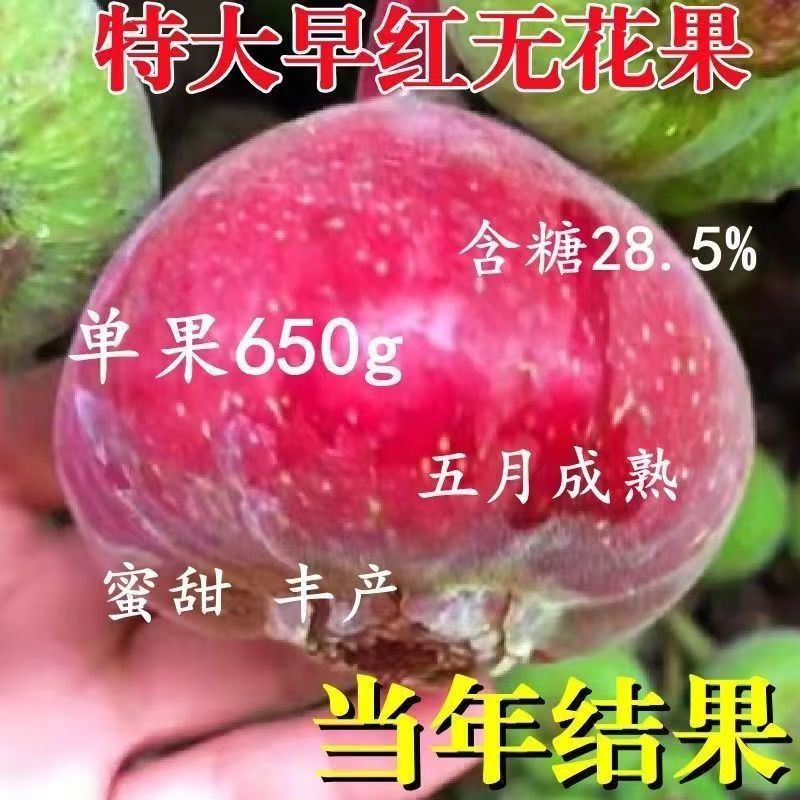 特大无花果树苗新品嫁接早