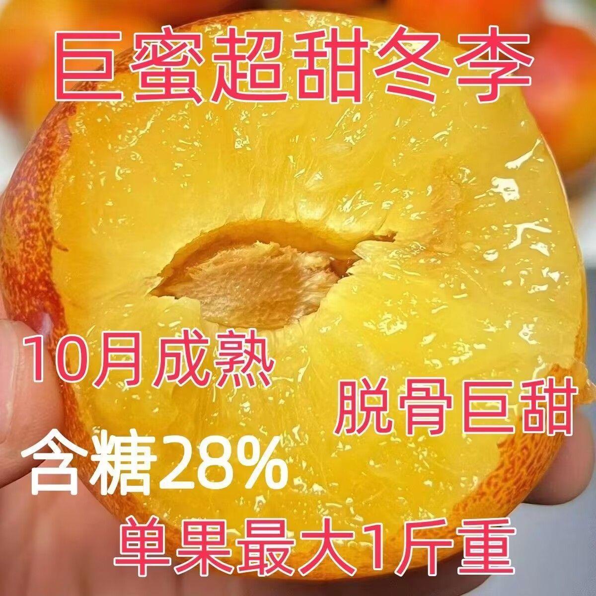 巨蜜超甜冬李子树苗嫁接苗耐寒新品种脱骨庭院盆地栽李子果树苗