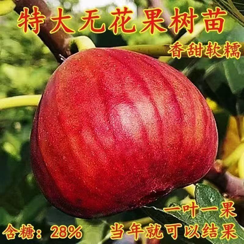 大无花果树矮化盆栽地载波