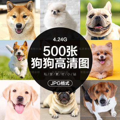 可爱狗狗小狗犬dog柴犬金毛萨摩耶腊肠哈士奇等JPG格式高清图片