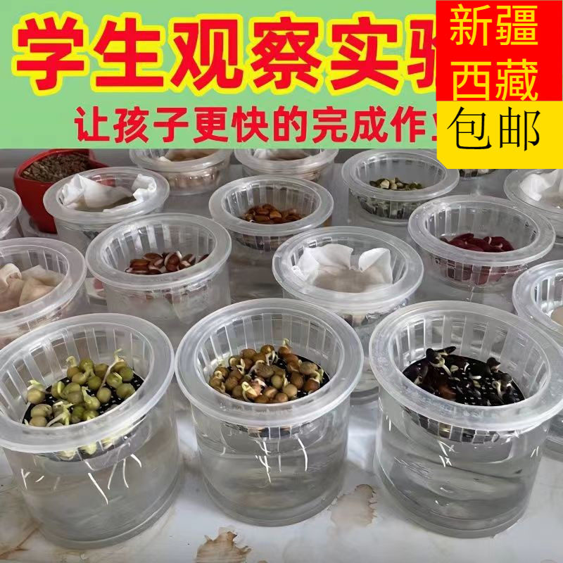 新疆西藏包邮学生幼儿园观察植物水培豆子种子红黄豌生长科学儿童