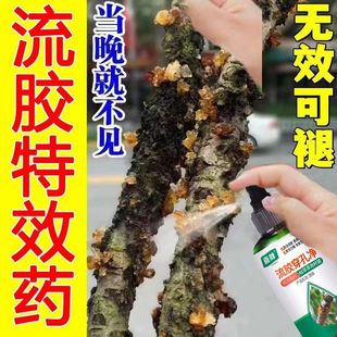 桃树流胶病专用药【流胶一喷净】柑橘果树溃疡病腐烂病流胶穿孔净