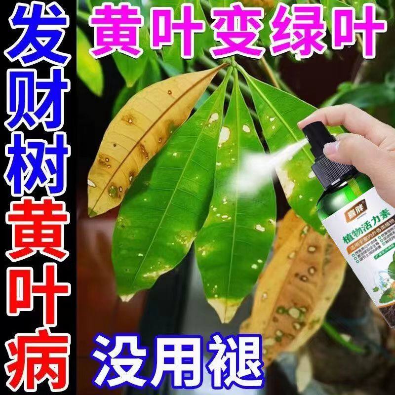发财树黄叶掉叶怎么办病全治叶子发黄枯萎急救叶斑病黄叶专用肥料