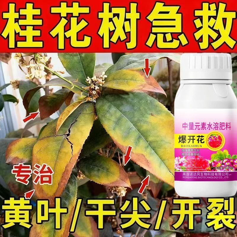 救活】桂花树专用营养液去干尖焦尖叶子发黄催开花桂花爆芽素快速