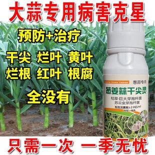 大蒜病全治大蒜专用药黄叶干尖腐烂预防加治疗大蒜专用杀菌剂正品