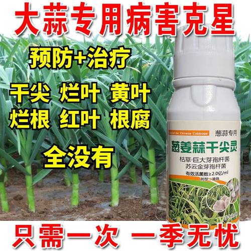 大蒜病全治大蒜专用药黄叶干尖腐烂预防加治疗大蒜专用杀菌剂正品