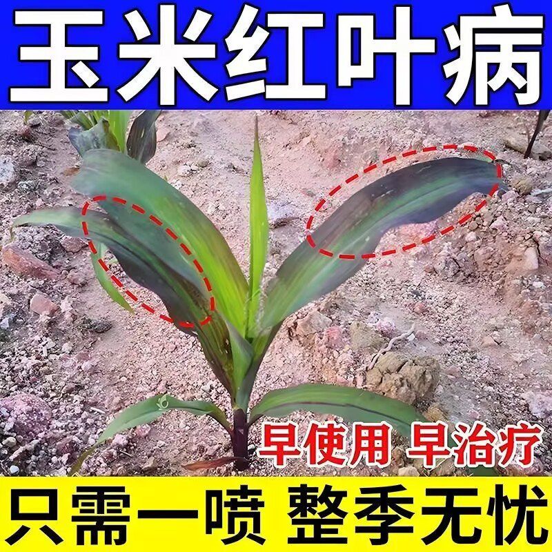 玉米病全治红紫叶黄叶枯萎烂根根腐烂杆锈病全清枯叶焦叶专用药