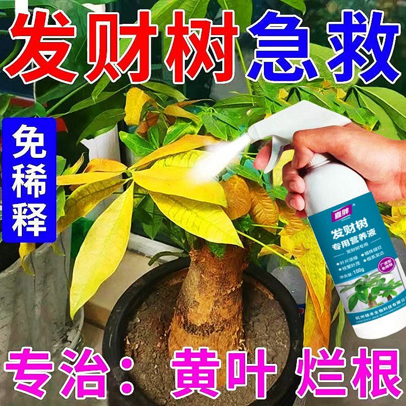 发财树专用肥免稀释营养液花肥料室内盆栽植物金钱树花卉绿植喷施