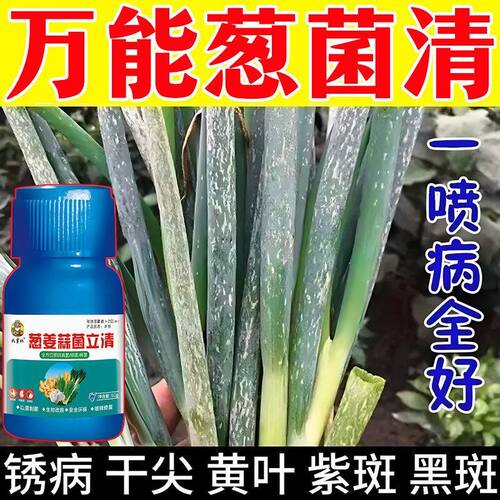 急救大葱腐烂病烂根沤根高温引起葱白软腐病黄叶死苗用微生物菌肥