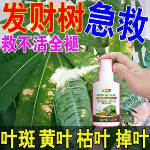 发财树黄叶掉叶怎么办病全治叶子发黄枯萎急救叶斑病黄叶专用肥料