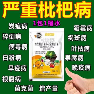 枇杷树斑点黄叶病叶斑病干腐病花腐病杀菌剂叶面肥枇杷病全治