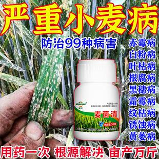 麦菌清小麦专用农药黑穗病锈病赤霉病纹枯病白粉病小麦杀菌剂增产