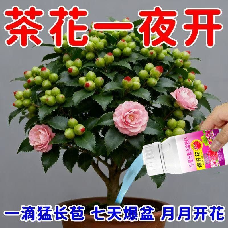 茶花专用肥浓缩营养液家用催花促花喜酸植物通用浓缩有机水溶肥料