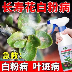 长寿花白粉病专用药杀菌剂黄叶黑腐黑斑月季 多肉花卉绿植通用菌立