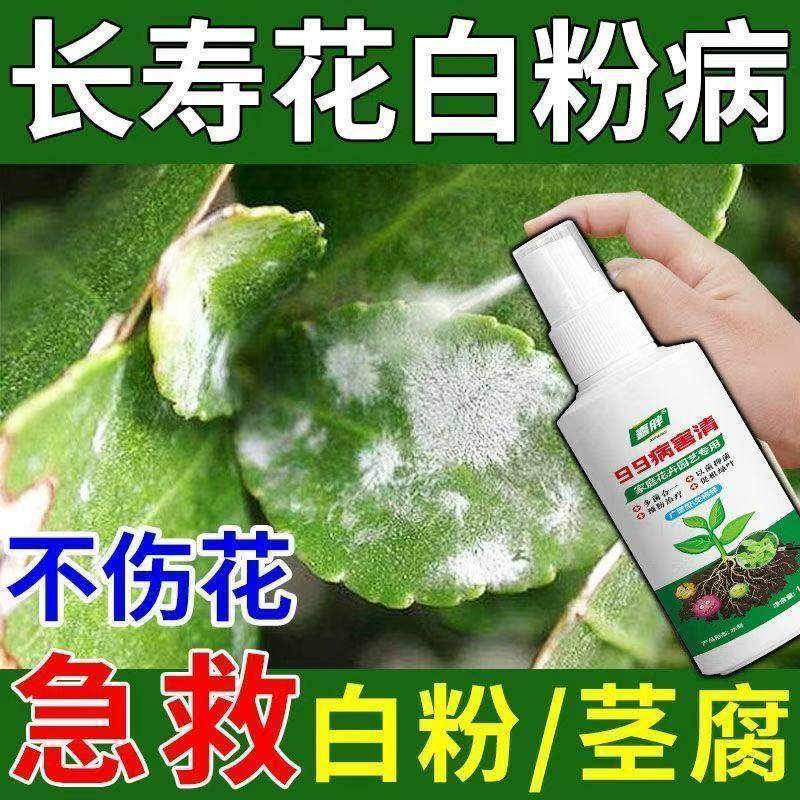 【长寿花生病了怎么办】长寿花杀菌剂白粉病基腐病腐烂病黄叶急救,鲜花速递/花卉仿真/绿植园艺,家庭园艺肥料,淘宝优惠券,粉丝福利购,淘宝优惠卷