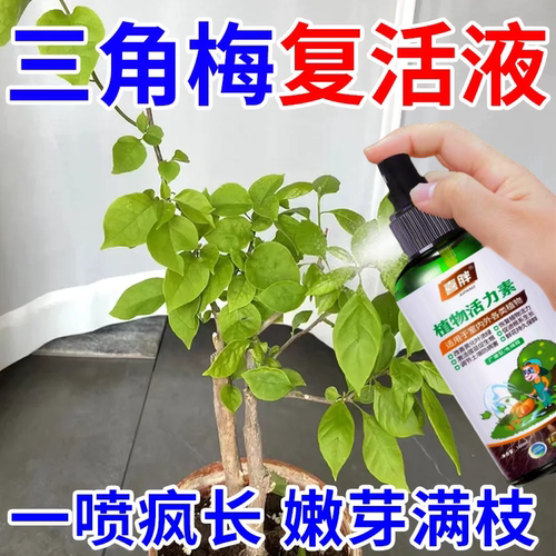 3天发芽】三角梅营养液专治黄叶掉叶不开花促绿叶催苞促花专用肥