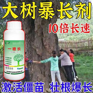 苗木速长剂果树杨树桉树油茶树绿化树树木快速生长剂增粗专用肥料