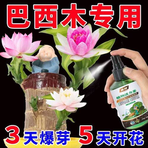 【巴西木爆芽开花】促生根专用营养液幸运木有机肥促芽护根专用肥 - 封面