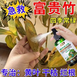 【猛生根】富贵竹专用营养液转运观音竹子水培土培家用植物养花肥