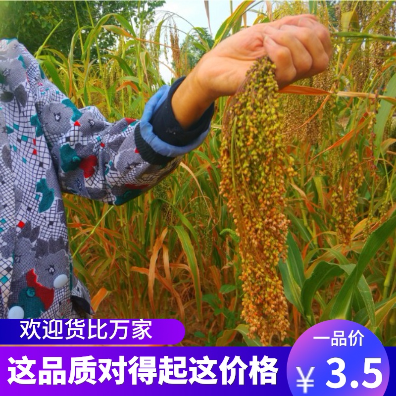 鹦鹉八哥玄凤画眉百灵鸟新黍鸟食