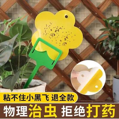 小黄板花型粘虫黑飞双面