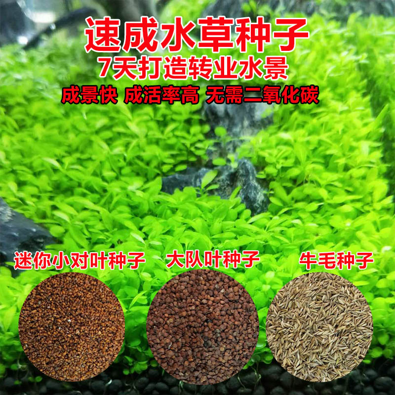 水草种子鱼缸造景前景草坪水草沙石套餐懒人速成水草籽水族箱装饰