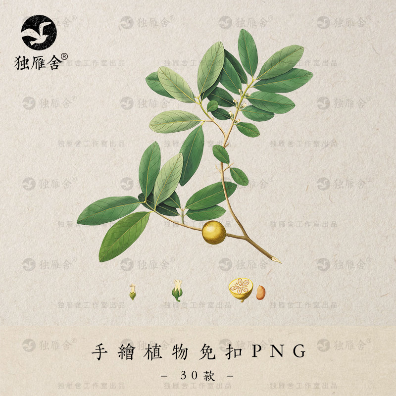手绘绿色植物草药复古水彩插画化妆品ps设计素材高清png免抠图片