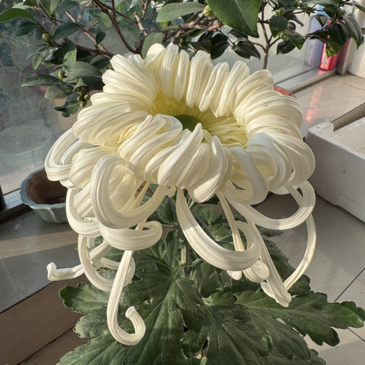 国华瑞云殿大菊花苗多年生花卉活苗现发阳台盆栽四季开花