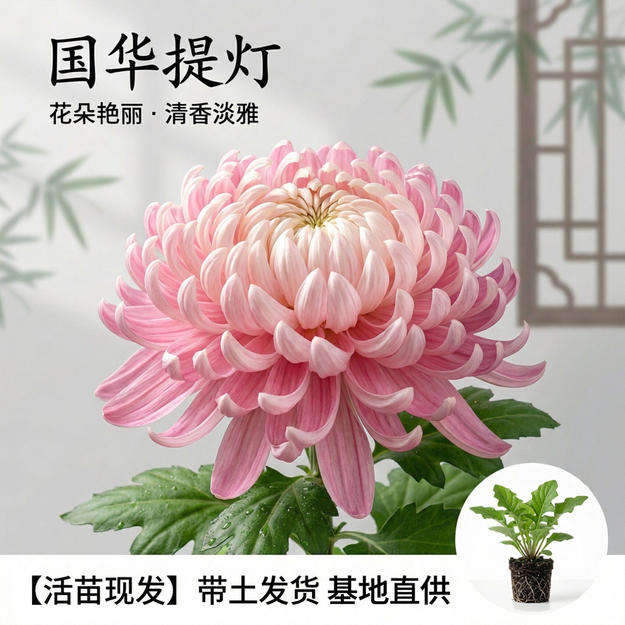 国华提灯大菊花苗多年生花卉活苗菊花类