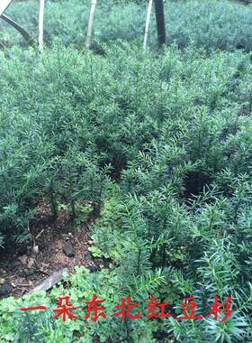 东北红豆杉籽播苗10cm-1米树苗耐寒室内盆栽庭院植物绿植