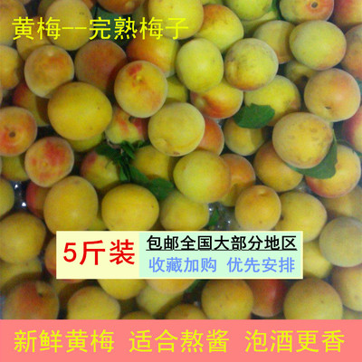 白叶梅正宗胭脂梅泡梅酒梅酱更香