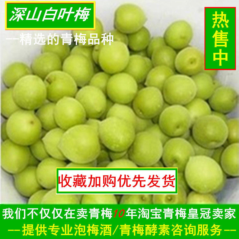 云南深山青梅果高山照水梅新鲜梅子现摘现发酸梅泡梅酒青梅露梅酱