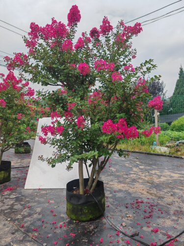 原生老桩小叶玫瑰红紫薇花耐热耐寒又好养庭院别墅户外种植