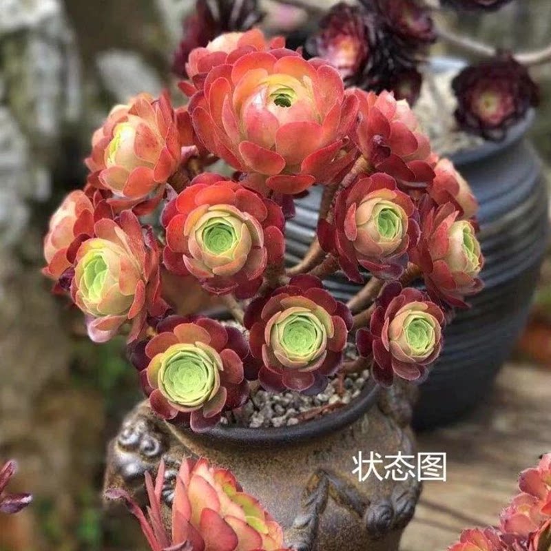 买一送一新品法师万圣节多头老桩红心大捧花沙拉碗法师植物花卉
