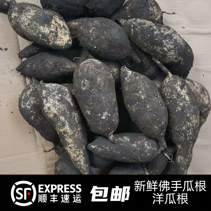 云南临沧特产农家自种新鲜蔬菜洋丝瓜根洋瓜佛手瓜根 洋瓜根 顺丰