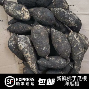 云南临沧特产农家自种新鲜蔬菜洋丝瓜根洋瓜佛手瓜根 洋瓜根 顺丰