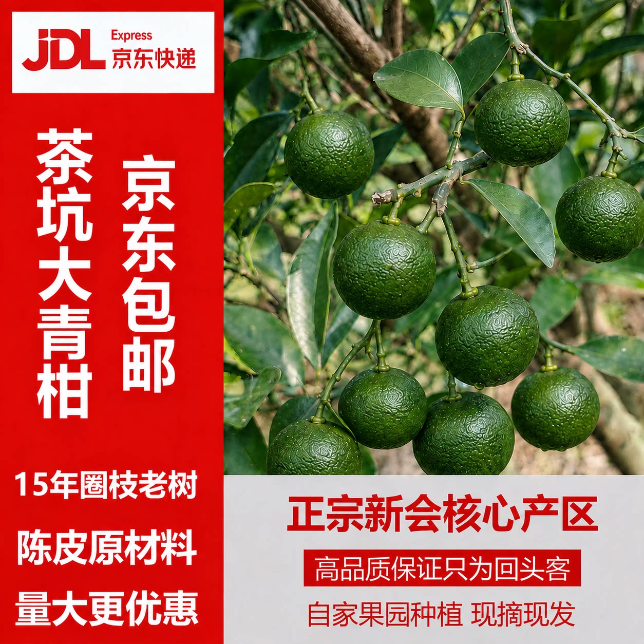广东正宗新会陈皮茶坑圈枝茶枝柑鲜果小二大红青柑皮新鲜现摘现发