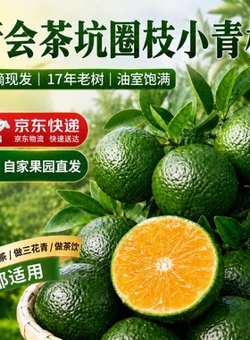 新会茶坑圈枝小青柑17年老树鲜果