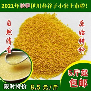 2024秋季新伊川小米农家吕店小米5斤起包邮