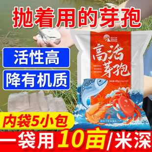 高活芽孢杆菌水产养殖小龙虾蟹白对虾鱼塘em益生菌种降解氨氮亚盐