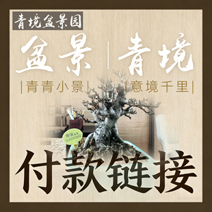 【青境盆景园】直播专拍链接日本宫阪纪州石化桧海棠长寿梅桧柏