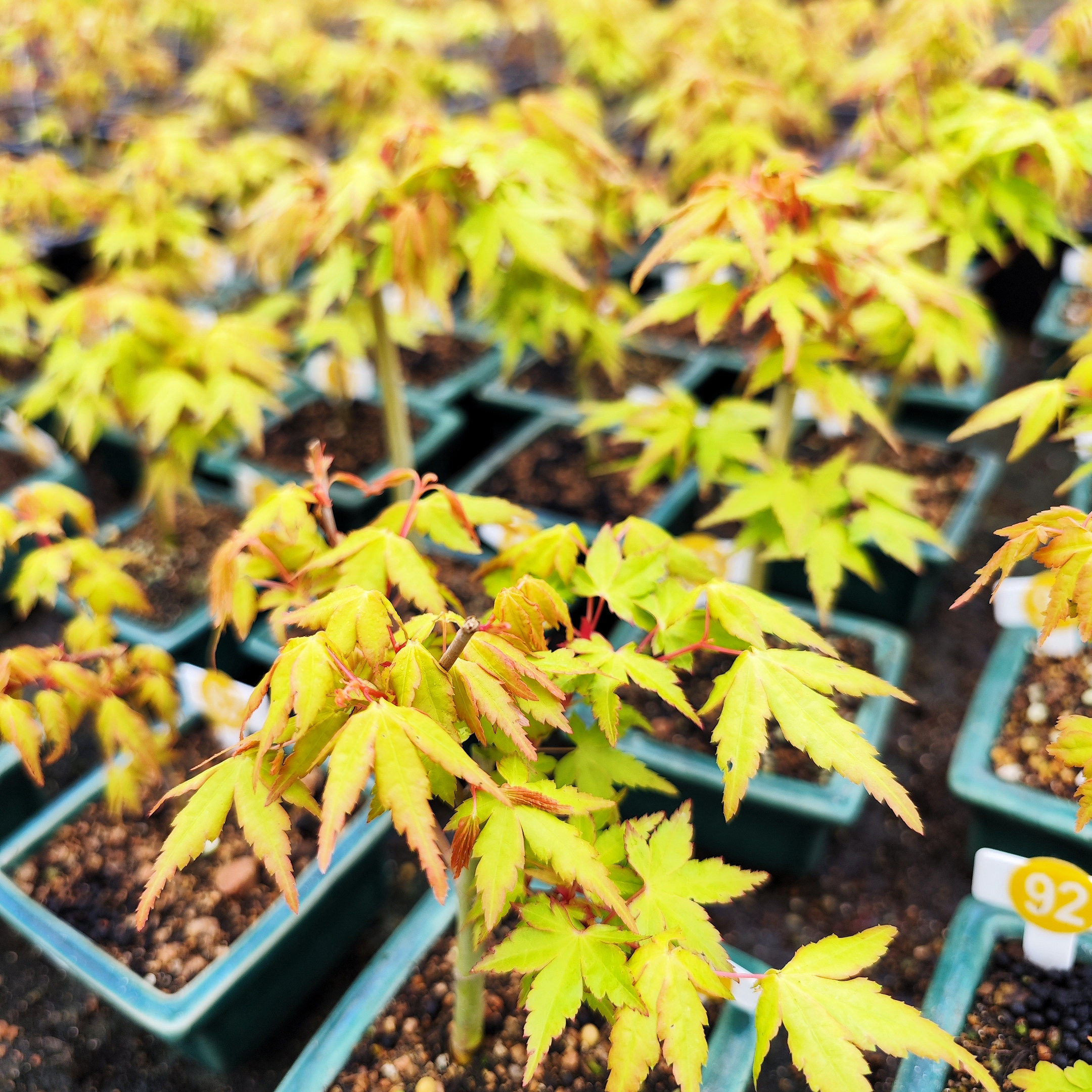 日本枫树茜希拉蕊女神原生苗进口红枫绿植办公桌面盆景阳台茶桌