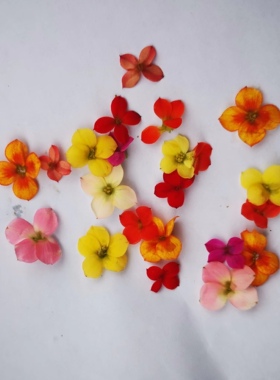 Microgreens 新鲜特色装饰花材 圣诞伽蓝菜花 混合色单瓣长寿花30