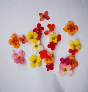 Microgreens 新鲜特色装饰花材 圣诞伽蓝菜花 混合色单瓣长寿花30