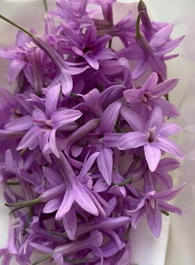 Microgreens微绿田园可食用花 Society Garlic Flowers生蒜花20朵