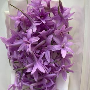 Microgreens微绿田园可食用花 Society Garlic Flowers生蒜花20朵