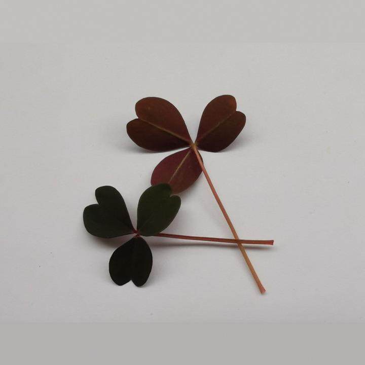 新鲜西餐摆盘花草Microgreens 红色三叶草酸浆草单色