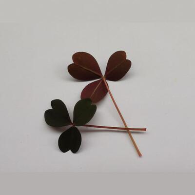 新鲜西餐摆盘花草Microgreens 红色三叶草酸浆草单色